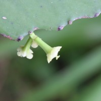 Euphorbia antiquorum L.